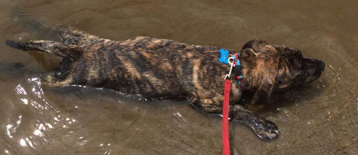 Warm Weather Pet Safety