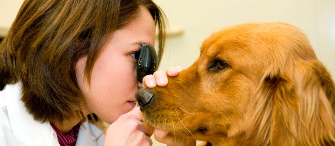 Graduate Students and Postdoctoral Fellows Welcome