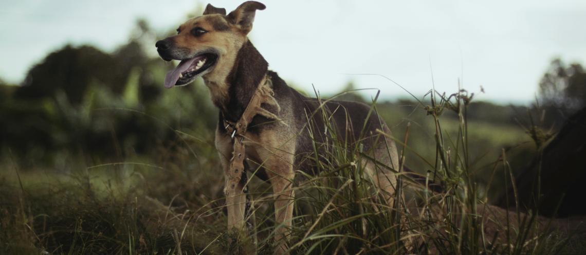 Precautions for Hunters