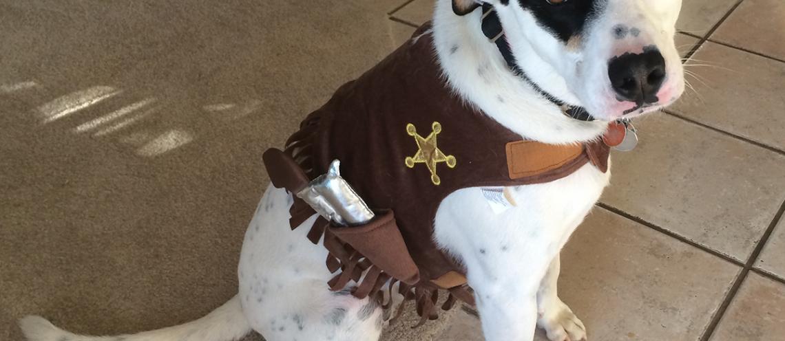 A white dog wears an Old West costume with a gun holster and a sheriff's badge.