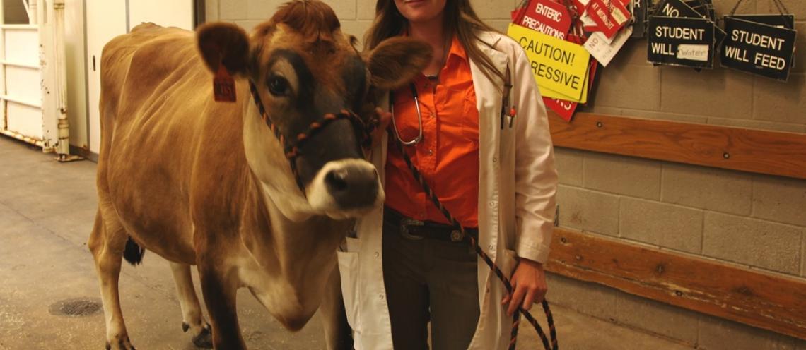 A brown cow is held by a rope by a woman.