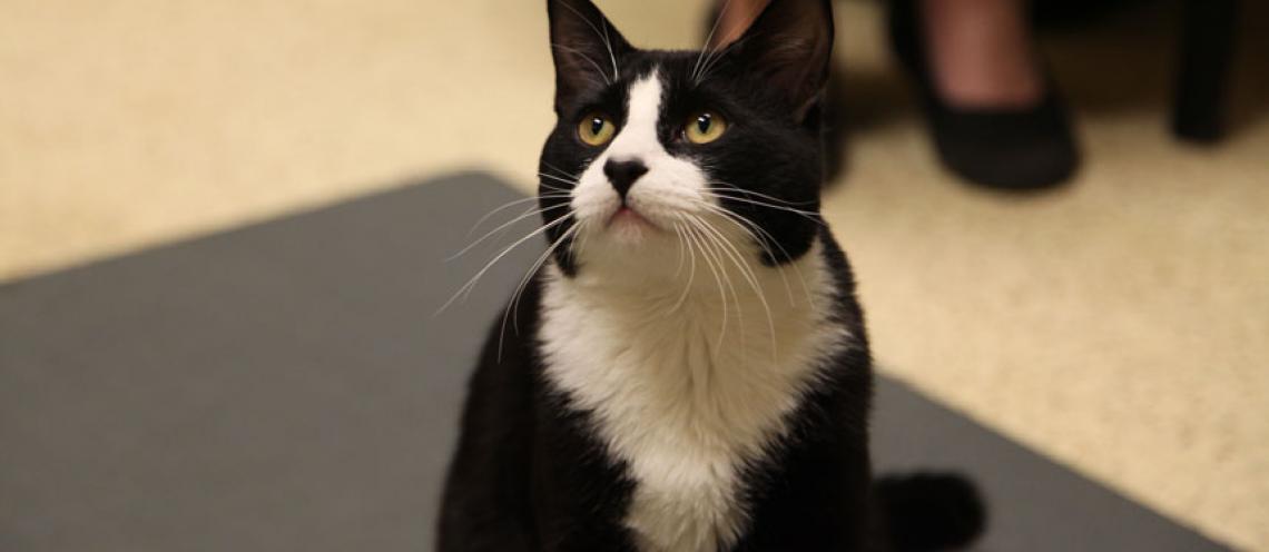 Making Heart History