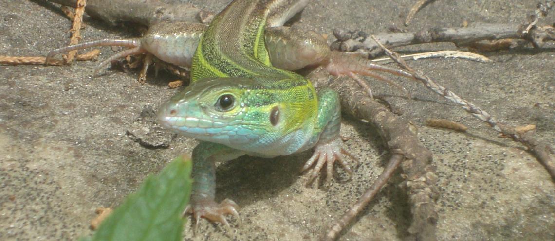 Veterinary Viewpoints