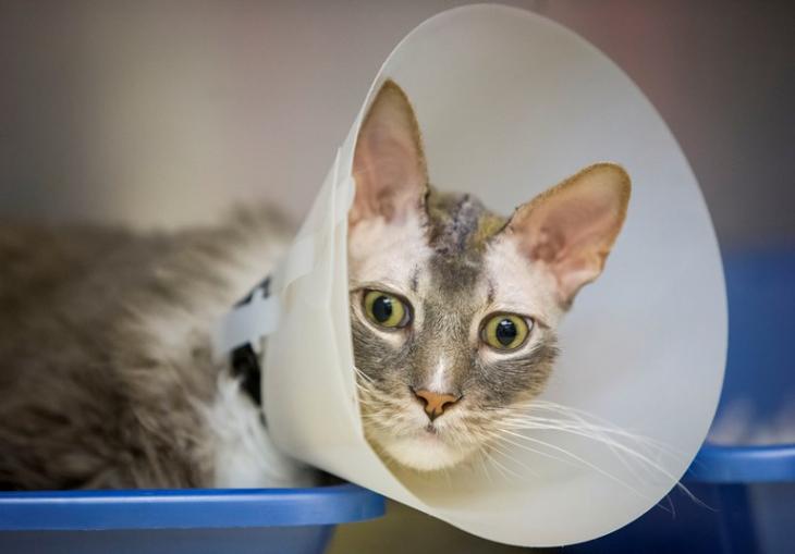 Cat Has Brain Surgery News And Information Oklahoma State University