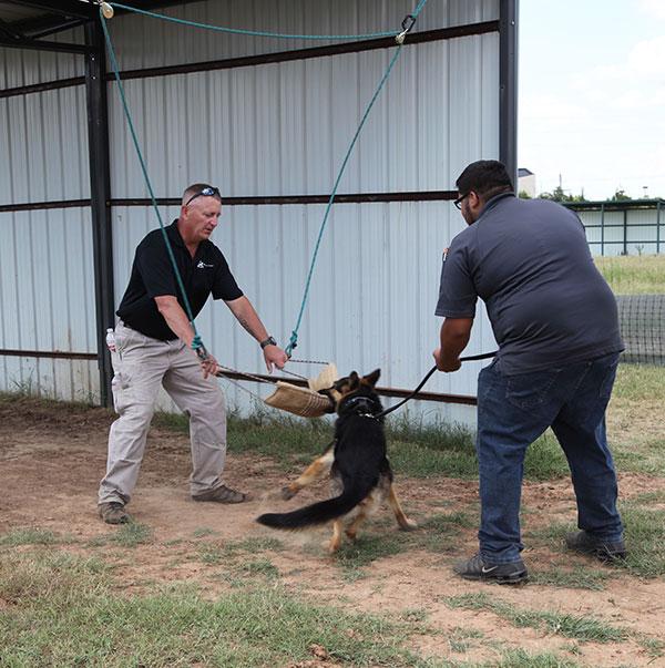 Veterinary Center Offers Canine Athletic Program