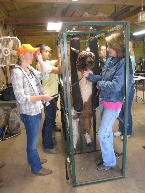 Veterinary Class Visits Alpaca Farm