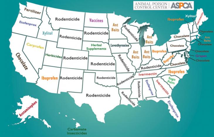 Veterinary Viewpoints