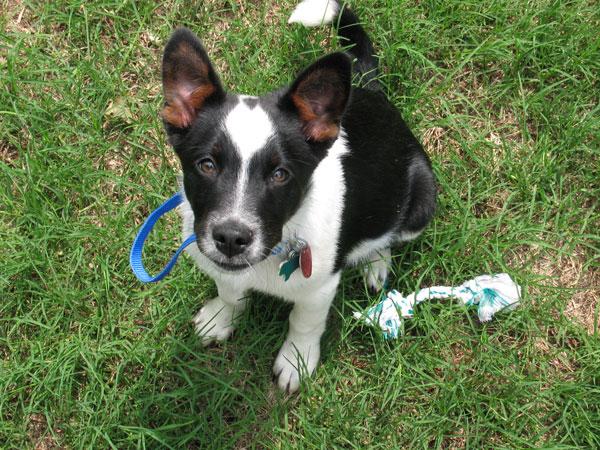 Yard and Garden Safety