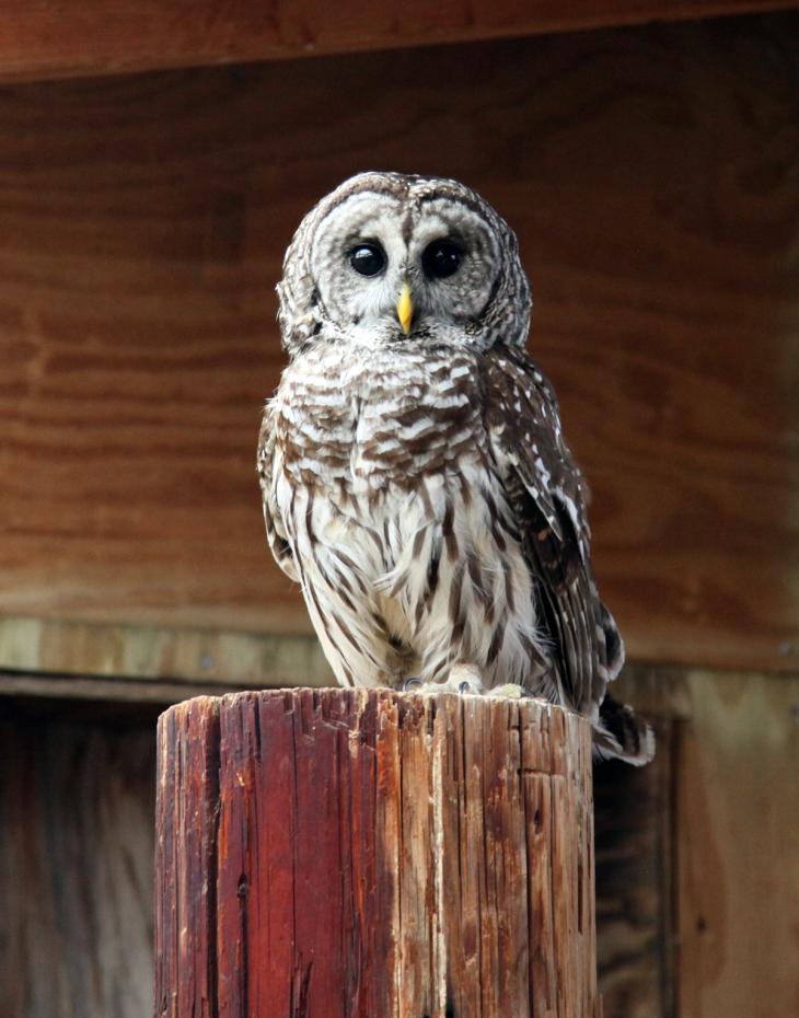 Barred owl back home in the wild Oklahoma State University