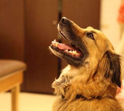 Charlie: Walking the Walk