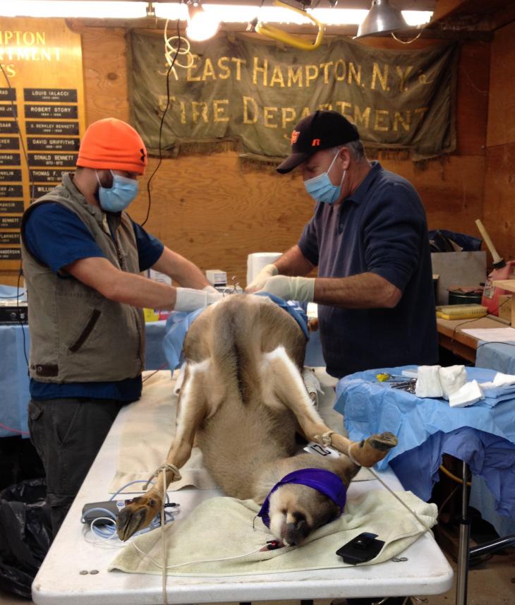 What To Feed Injured Deer During Rehab