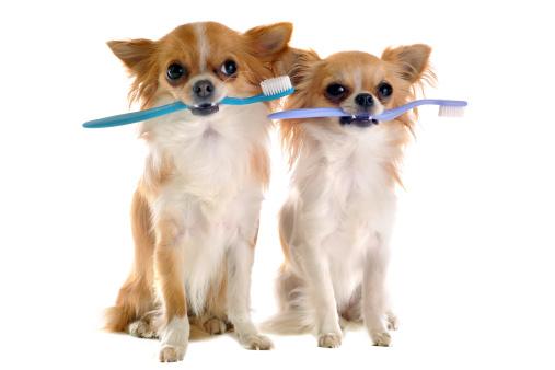 Two small brown dogs hold toothbrushes in their mouth.