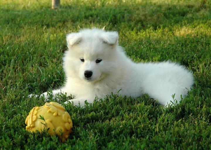 A white dog looks at a yellow ball.