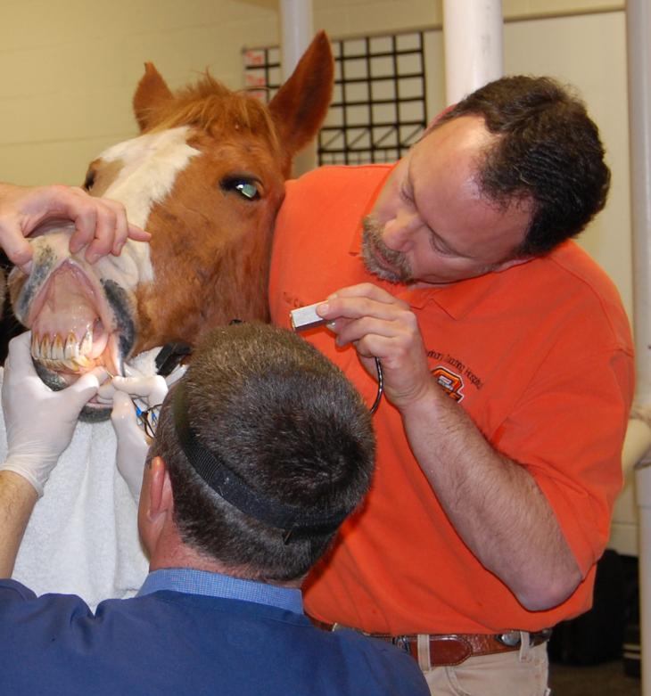 horses-and-the-dentist-oklahoma-state-university