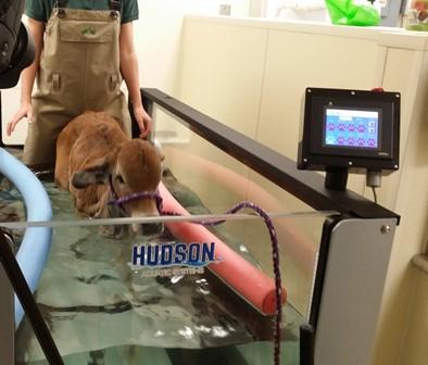 Underwater Therapy for Evie