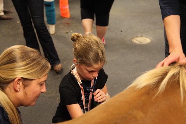 A young Caucasian girl uses a stethoscope on a horse.