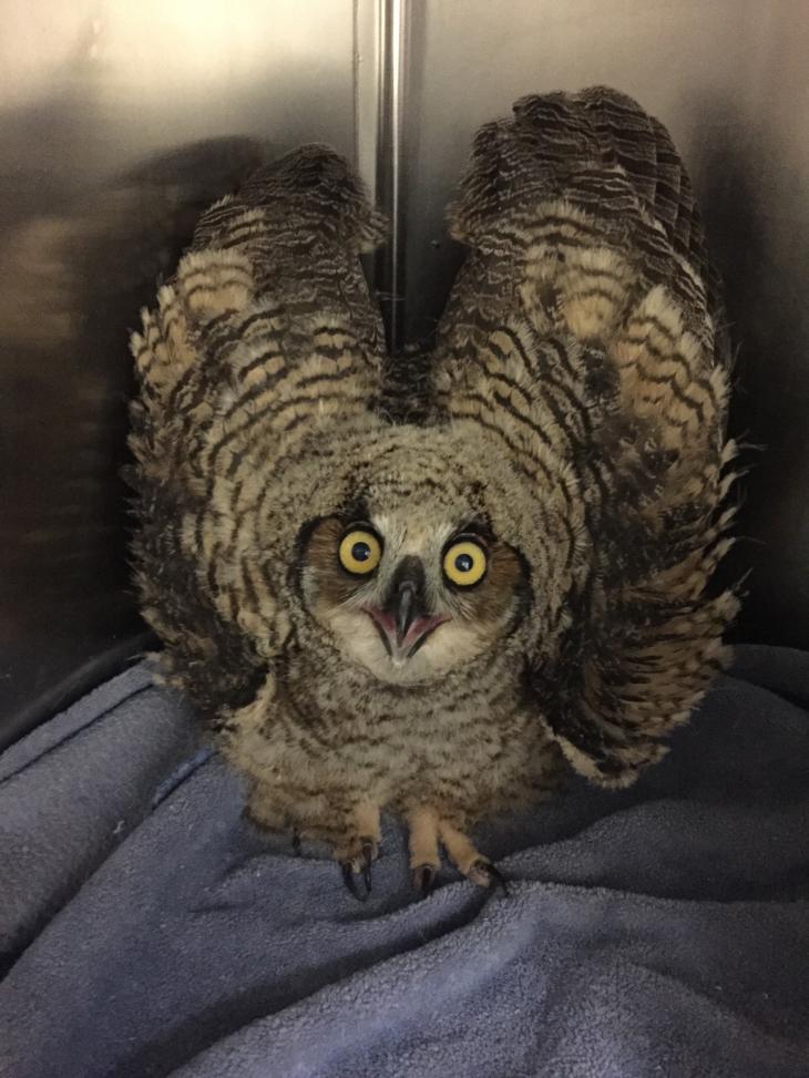 Going Home Great Horned Owl Released Oklahoma State University
