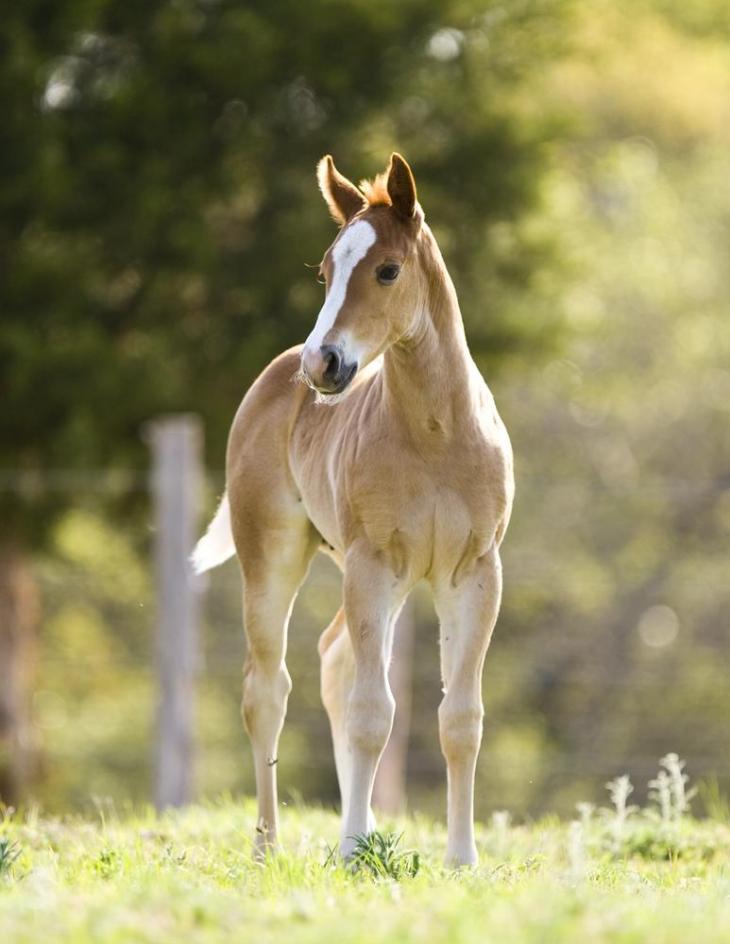 A tan and white foal stands on grass and looks left.