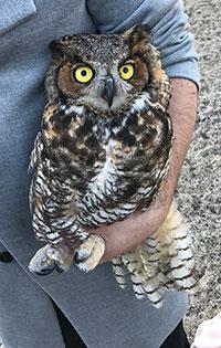 Great Horned Owl Released