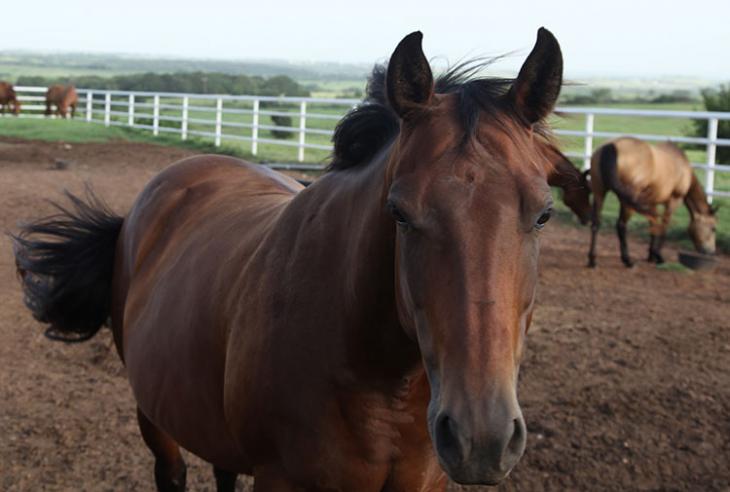 Viral Neurological Disease – Comparative Medicine Research to Help Animals and Humans