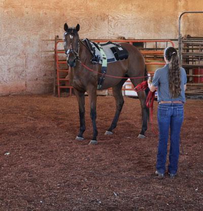 Helping Horses Breathe