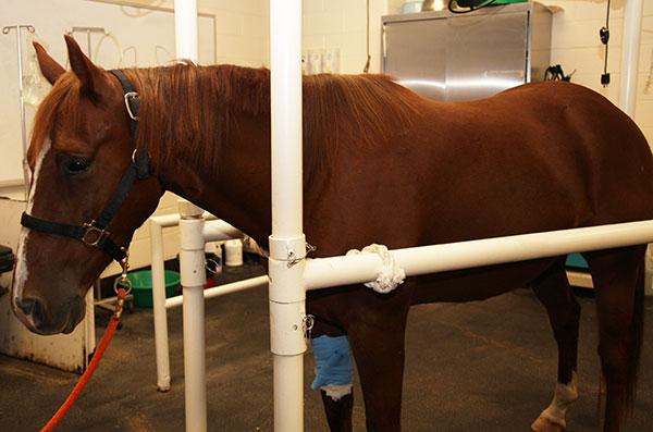 Less is More: Improving Equine Treatments