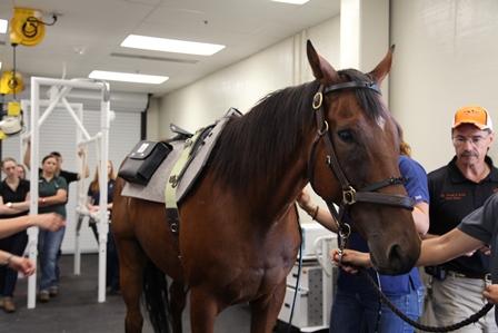 A brown horse with a halter on is being led out of a room as a number of people surround it.