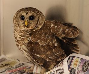 Barred Owl Set Free