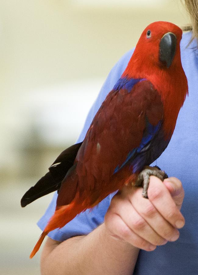 Veterinary Voices: Pet Birds