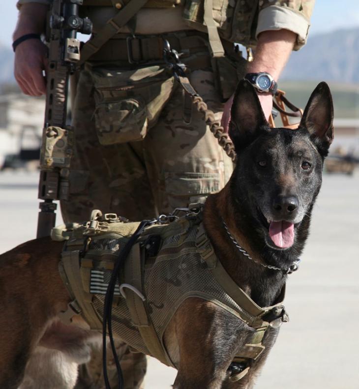 Veterinary Center to Host Canine Athletic Program