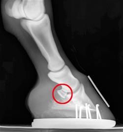 Navicular Syndrome