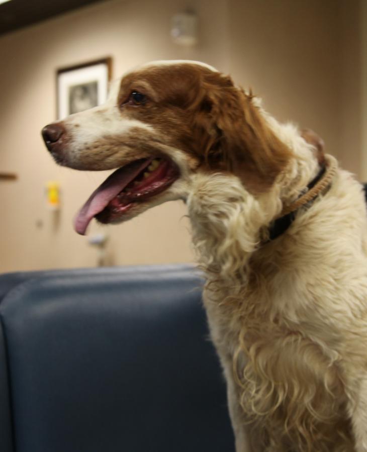 Summer Heat: Keeping Pets and Livestock Healthy