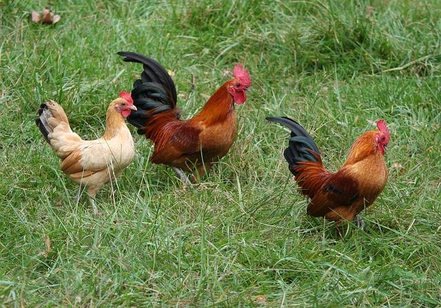Three chickens walk around on grass.