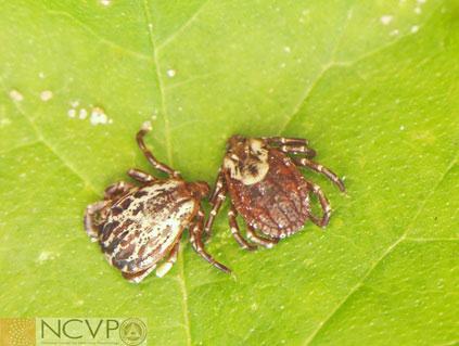 Ticks: What You Need to Know