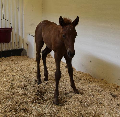 Give to the OSU Animal Relief Fund