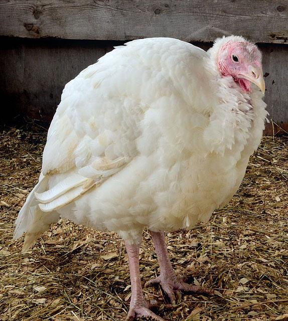 HPAI Reported in Indiana