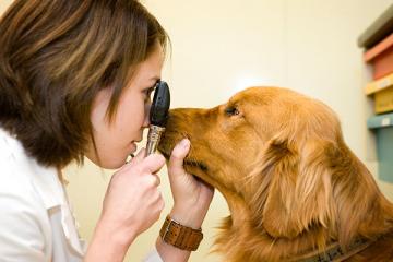 Cancer and Pets