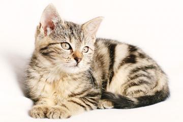 Cytauxzoonosis in Cats
