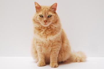 Hyperthyroidism in Cats