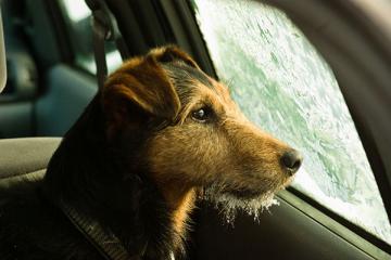Cold Cars and Pets