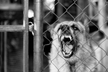 Dog Bite Prevention