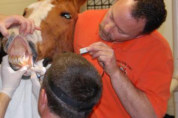 Dental Care for Horses