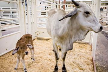 Evie’s Calf