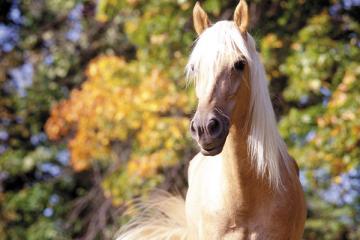 Cooler Weather and Horses