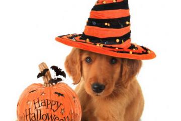 Make Halloween Safer for Pets