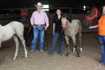 The ICSI Foals