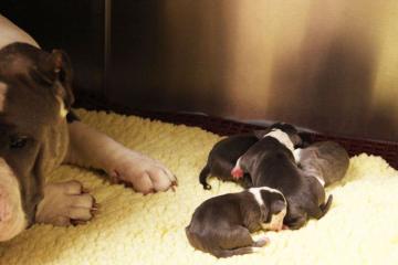 Isis: Dog of Fertility?