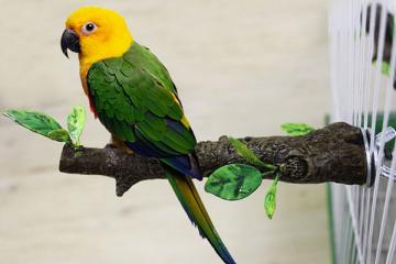 Pet Birds: What You Need to Know