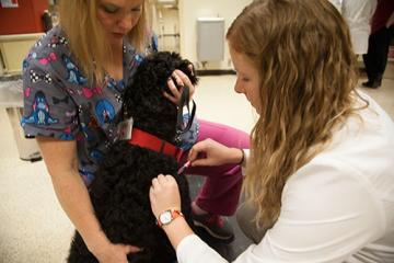 Rabies and Pets