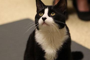 Whisker Fatigue in Cats